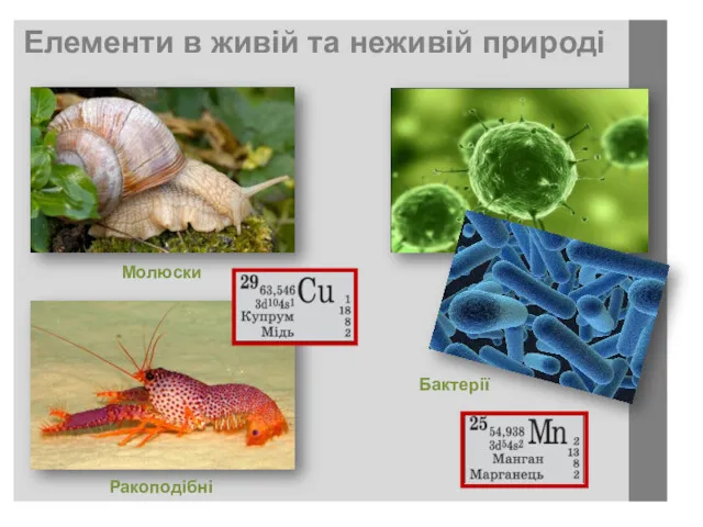 Елементи в живій та неживій природі Молюски Ракоподібні Бактерії