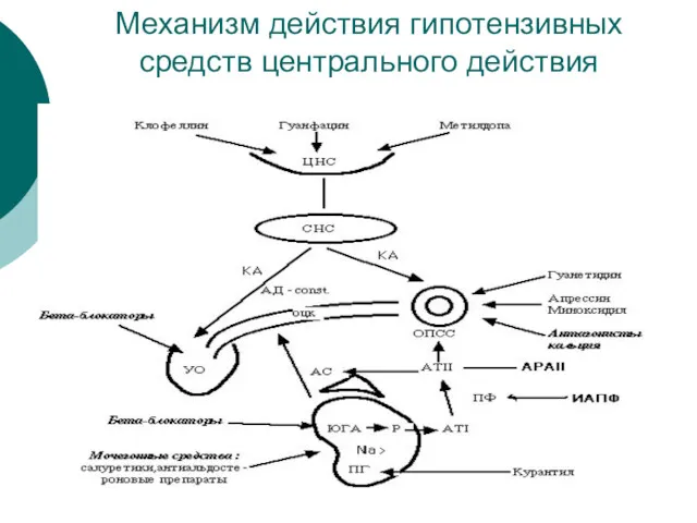 Механизм действия гипотензивных средств центрального действия