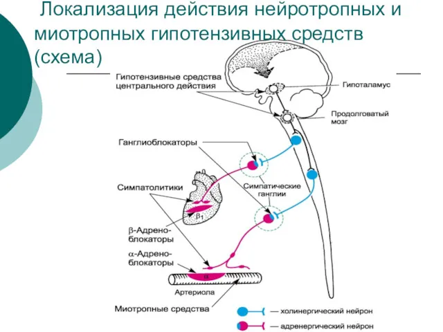 Локализация действия нейротропных и миотропных гипотензивных средств (схема)