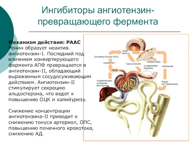 Ингибиторы ангиотензин-превращающего фермента Механизм действия: РААС Ренин образует неактив. ангиотензин-I. Последний под влиянием