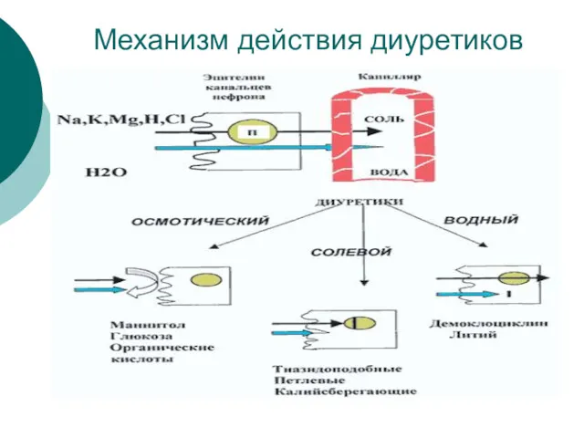 Механизм действия диуретиков