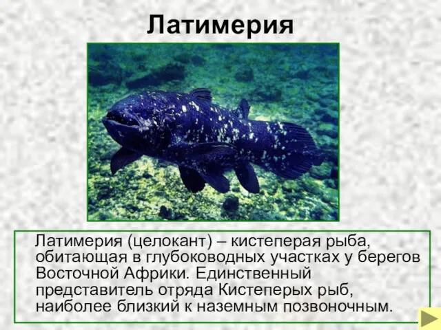 Латимерия Латимерия (целокант) – кистеперая рыба, обитающая в глубоководных участках