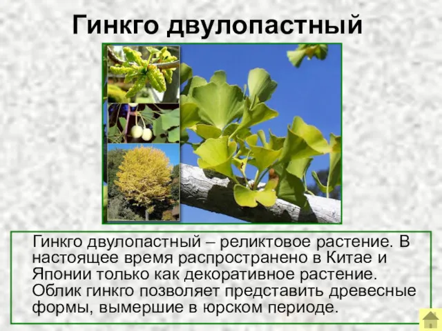 Гинкго двулопастный Гинкго двулопастный – реликтовое растение. В настоящее время