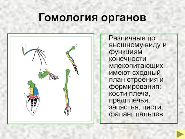 Гомология органов Различные по внешнему виду и функциям конечности млекопитающих