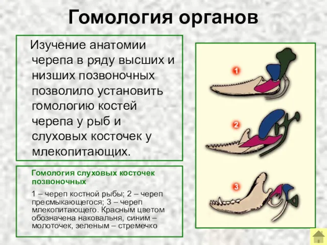 Гомология органов Гомология слуховых косточек позвоночных 1 – череп костной