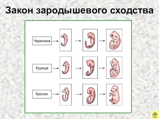 Закон зародышевого сходства