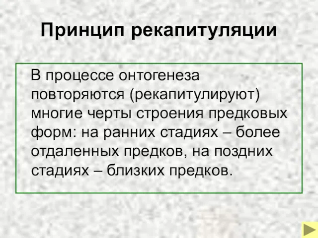 Принцип рекапитуляции В процессе онтогенеза повторяются (рекапитулируют) многие черты строения