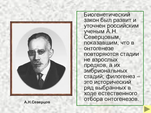 Биогенетический закон был развит и уточнен российским ученым А.Н.Северцовым, показавшим,