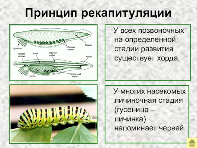 Принцип рекапитуляции У всех позвоночных на определенной стадии развития существует