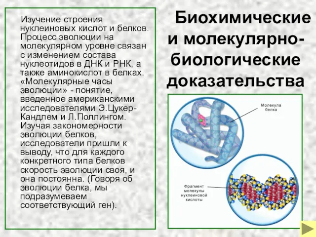 Биохимические и молекулярно-биологические доказательства Изучение строения нуклеиновых кислот и белков.