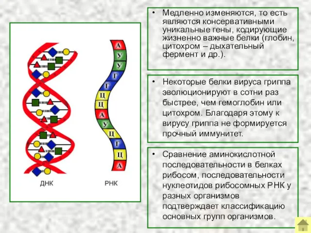 Медленно изменяются, то есть являются консервативными уникальные гены, кодирующие жизненно