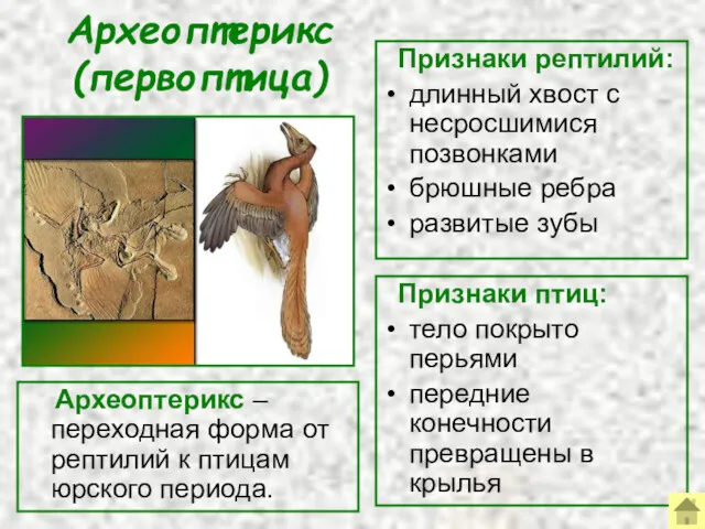 Археоптерикс (первоптица) Археоптерикс – переходная форма от рептилий к птицам