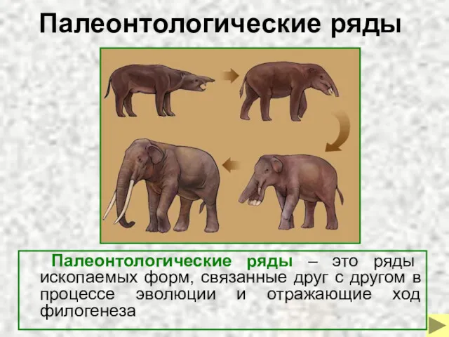 Палеонтологические ряды Палеонтологические ряды – это ряды ископаемых форм, связанные