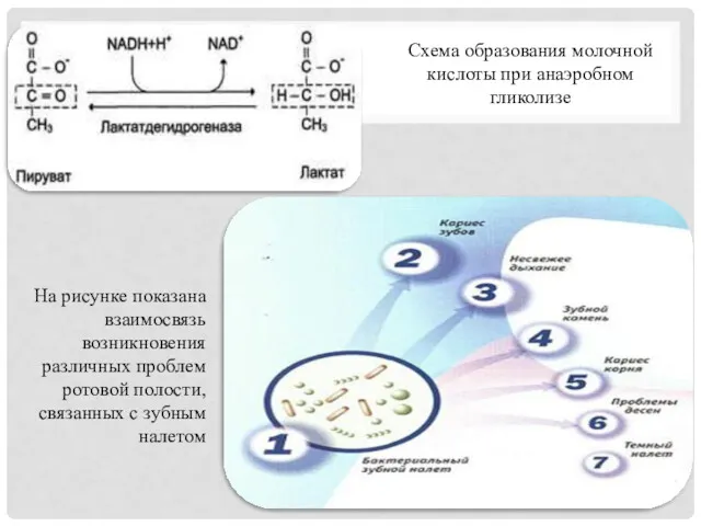 Схема образования молочной кислоты при анаэробном гликолизе На рисунке показана