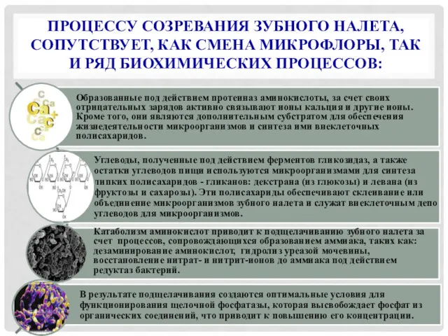 ПРОЦЕССУ СОЗРЕВАНИЯ ЗУБНОГО НАЛЕТА, СОПУТСТВУЕТ, КАК СМЕНА МИКРОФЛОРЫ, ТАК И РЯД БИОХИМИЧЕСКИХ ПРОЦЕССОВ: