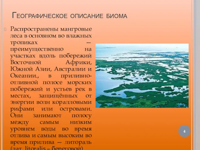 Географическое описание биома Распространены мангровые леса в основном во влажных