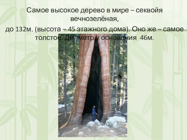 Самое высокое дерево в мире – секвойя вечнозелёная, до 132м.
