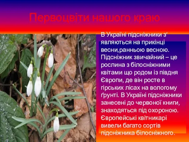Первоцвіти нашого краю В Україні підсніжники з’являються на прикінці весни,ранньою