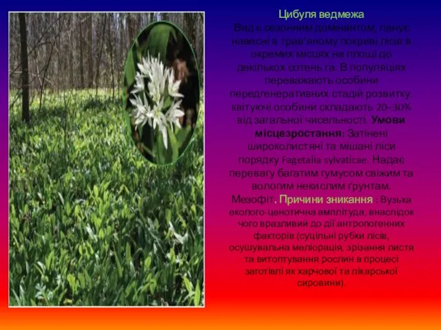 Цибуля ведмежа Вид є сезонним домінантом, панує навесні в трав’яному