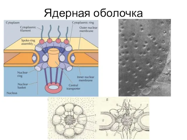 Ядерная оболочка