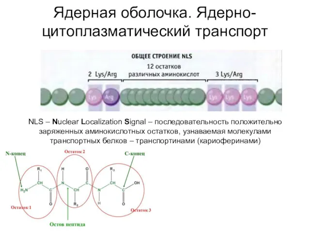 Ядерная оболочка. Ядерно-цитоплазматический транспорт NLS – Nuclear Localization Signal –