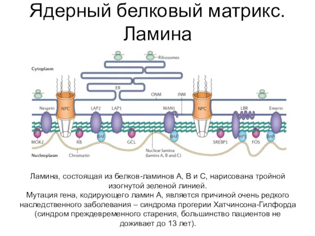 Ядерный белковый матрикс. Ламина Ламина, состоящая из белков-ламинов А, В