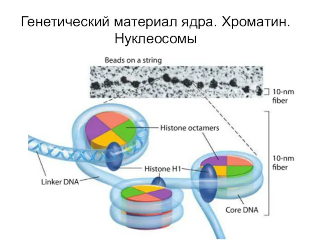 Генетический материал ядра. Хроматин. Нуклеосомы