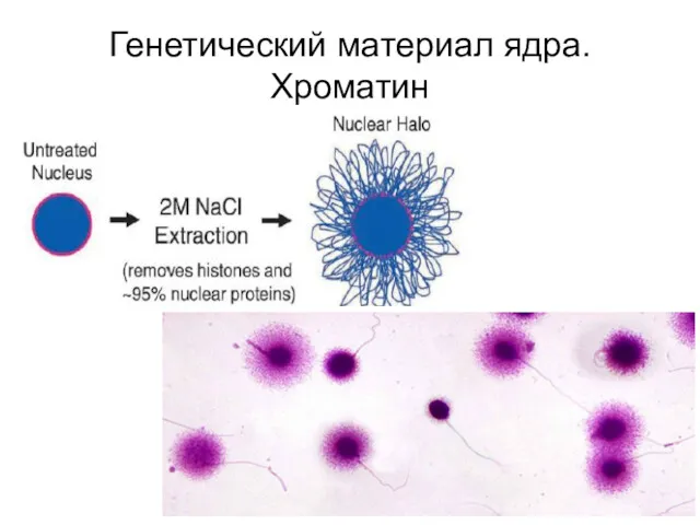 Генетический материал ядра. Хроматин