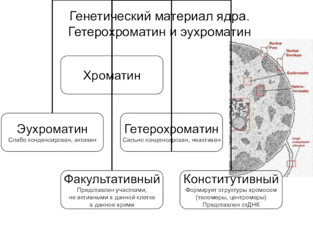 Генетический материал ядра. Гетерохроматин и эухроматин