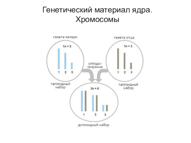 Генетический материал ядра. Хромосомы