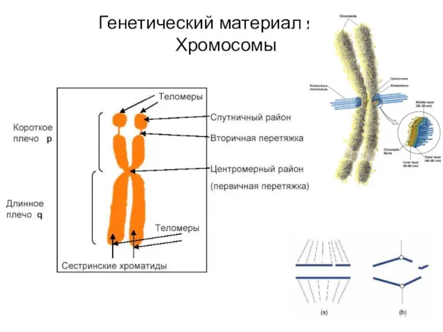 Генетический материал ядра. Хромосомы