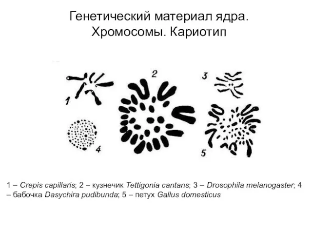 1 – Crepis capillaris; 2 – кузнечик Tettigonia cantans; 3