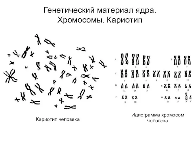 Кариотип человека Генетический материал ядра. Хромосомы. Кариотип Идиограмма хромосом человека