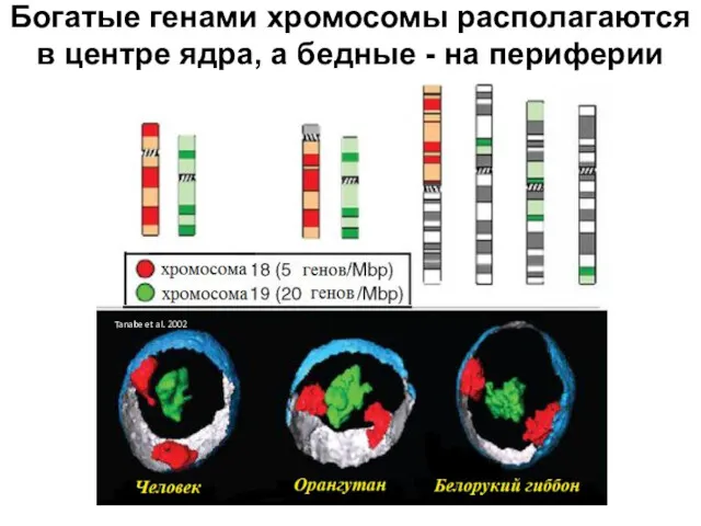 Богатые генами хромосомы располагаются в центре ядра, а бедные - на периферии Tanabe et al. 2002