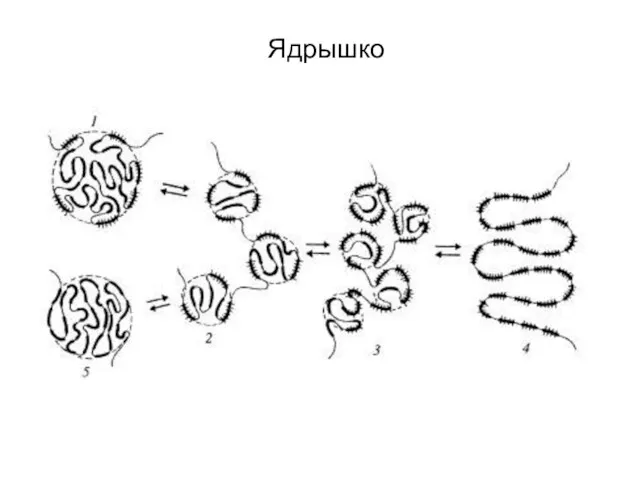 Ядрышко