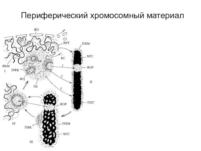 Периферический хромосомный материал