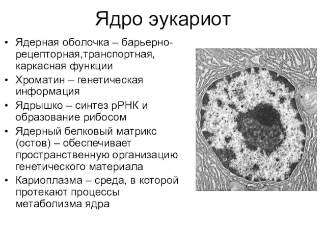Ядро эукариот Ядерная оболочка – барьерно-рецепторная,транспортная, каркасная функции Хроматин –