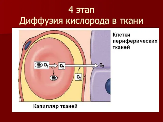 4 этап Диффузия кислорода в ткани