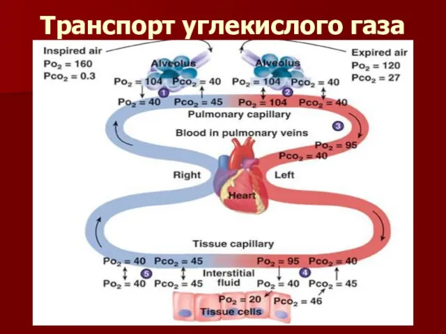 Транспорт углекислого газа