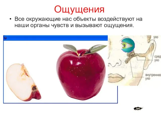 Ощущения. Ощущения Все окружающие нас объекты воздействуют на наши органы чувств и вызывают ощущения.