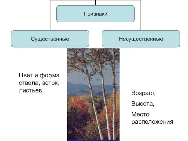 Цвет и форма ствола, веток, листьев Возраст, Высота, Место расположения