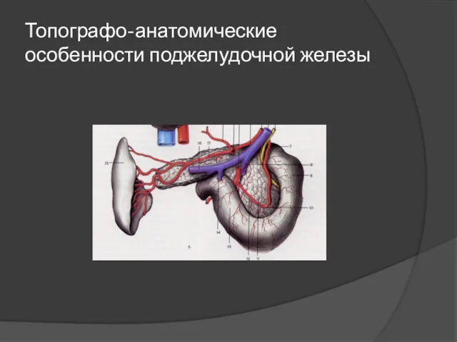 Топографо-анатомические особенности поджелудочной железы