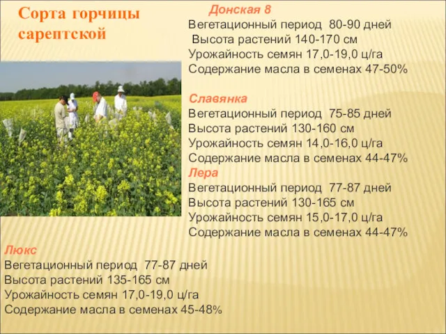 Донская 8 Вегетационный период 80-90 дней Высота растений 140-170 см Урожайность семян 17,0-19,0