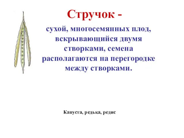 Стручок - сухой, многосемянных плод, вскрывающийся двумя створками, семена располагаются