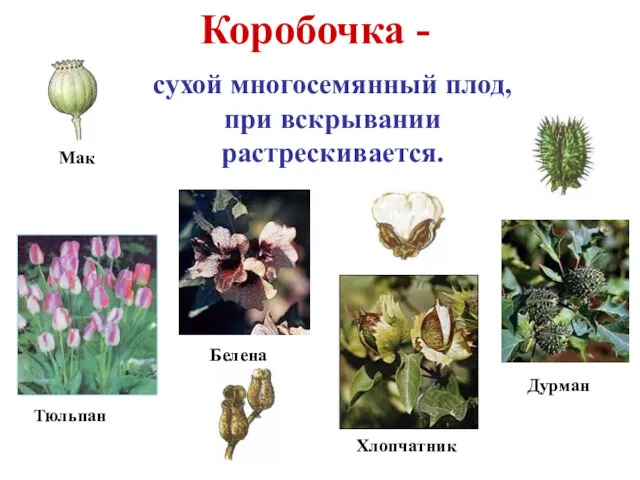 Коробочка - сухой многосемянный плод, при вскрывании растрескивается. Тюльпан Дурман Белена Хлопчатник Мак