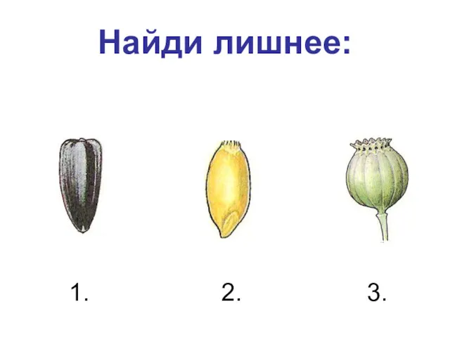 Найди лишнее: 1. 2. 3.