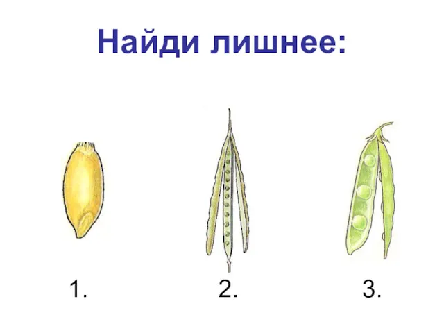 Найди лишнее: 1. 2. 3.