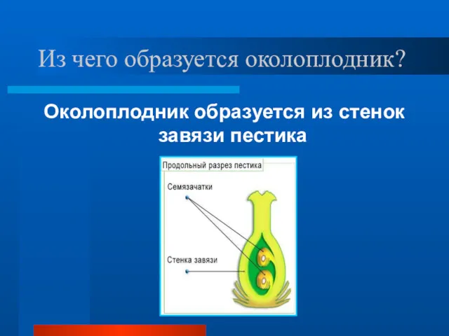 Из чего образуется околоплодник? Околоплодник образуется из стенок завязи пестика