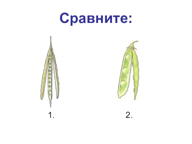 Сравните: 1. 2.