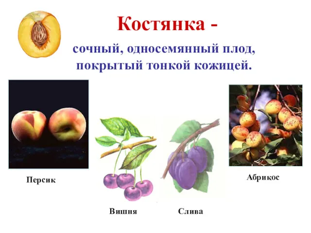 Костянка - сочный, односемянный плод, покрытый тонкой кожицей. Абрикос Персик Вишня Слива